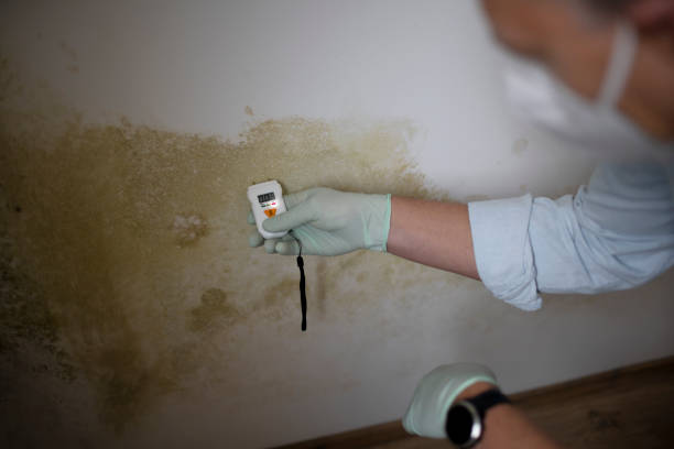 Mold Testing and Removal in St Pete Beach, FL