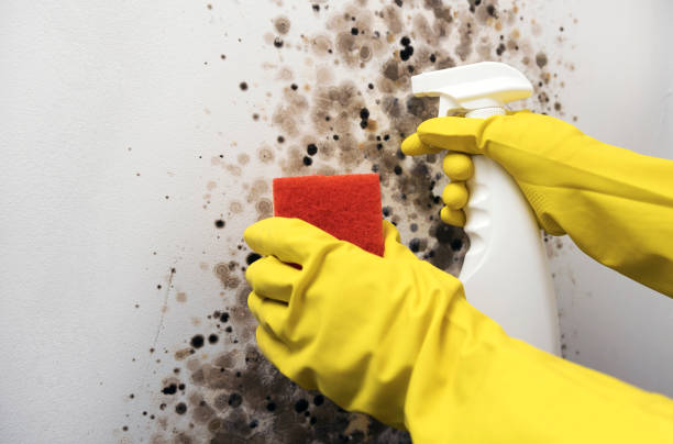 Best Residential Mold Removal  in St Pete Beach, FL