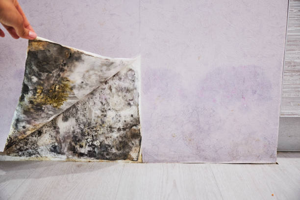Attic Mold Removal in St Pete Beach, FL